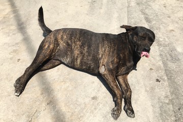 a dog wake up and sticking out tongue