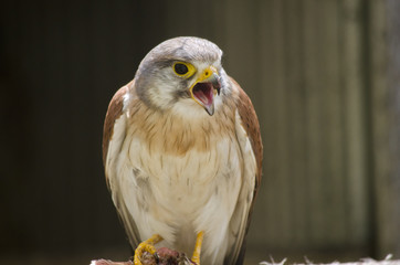 nankeen Australian kestrel