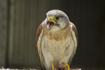 nankeen Australian kestrel