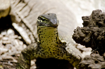 monitor lizard