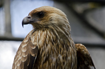 whistling kite