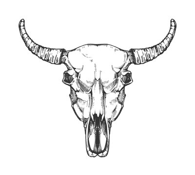 Vintage buffalo skull vector sketch. Bull animal head bones in hand drawn style.