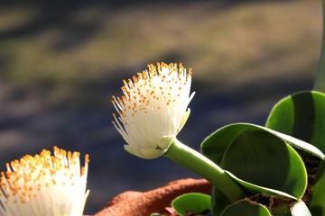 珍しいマユハケオモト
