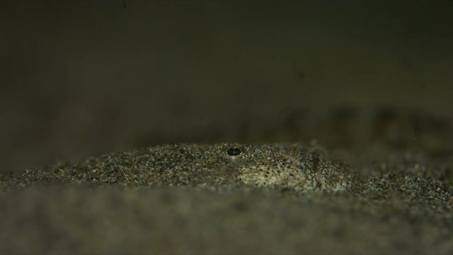 Reticulate Stargazer, Uranoscopidae - bury in sand