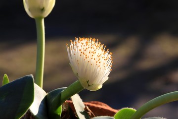 珍しいマユハケオモト
