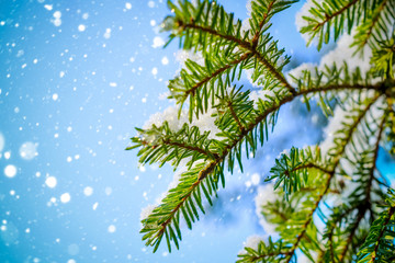 Obraz premium Spruce twig with frozen ice droplets. Illuminated low winter sun.