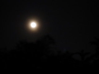 moonlight with dark sky with motion blur of tree foreground from bangkok nightscape