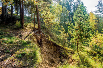 сосна на обрыве © aleksey24