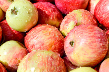 lot of red ripe apples covered with transparent water droplets.