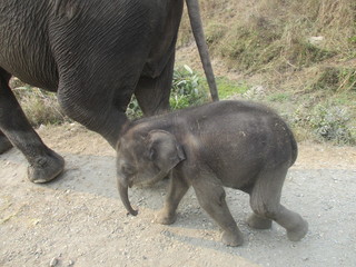 BABY ELEPHANT