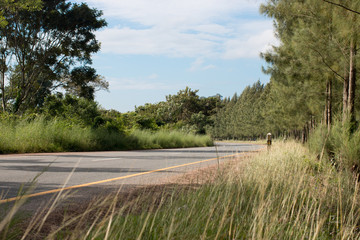 Fototapeta na wymiar Asphalt road in the sunlight in pine forest 