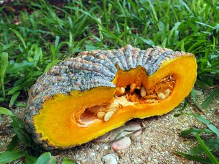 half pumpkin in garden with motion blur of background