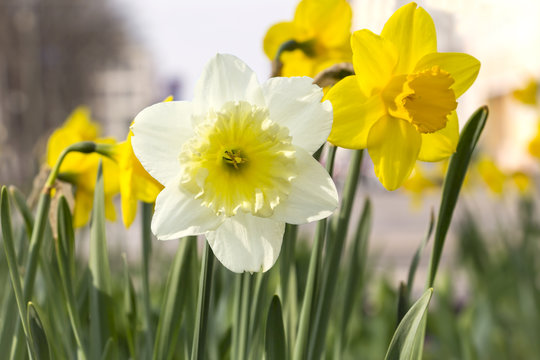 Blossoming daffodils and narcissus in an urban park.