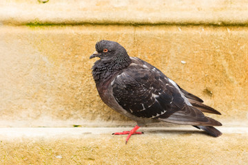  pigeon dove in the city street public square
