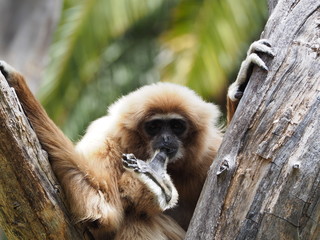 Gibbon, lar monkey sitting on a tree