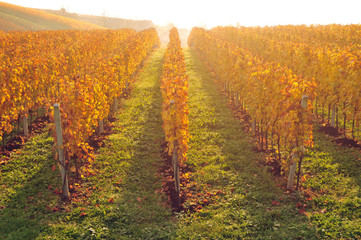 Fototapeta premium Yellow coloured vineyard lit by warm morning light
