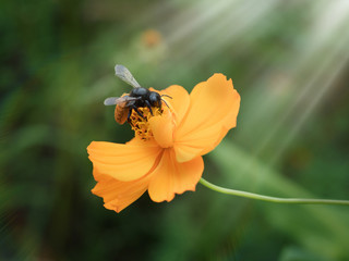 Bees are swarming yellow pollen with ray lighting above.
