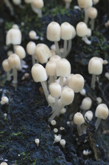 Mushrooms (Coprinus disseminatus) on a stump