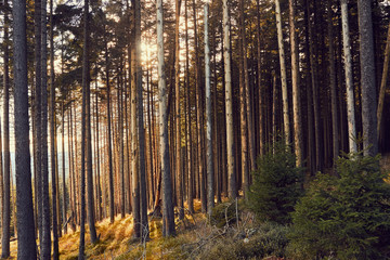 Sonnenuntergang im Wald