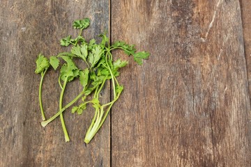  fresh coriander on a wooden table : copy space for add text