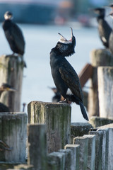 cormorant waterfowl 