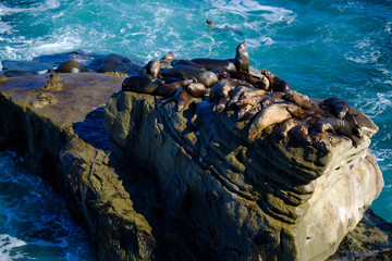 La Jolla Cove Sea Lions
