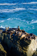 La Jolla Cove Sea Lions