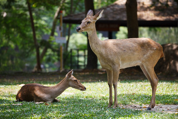 a cute female in the ground in khao kheow open zoo in thailand