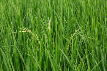 Close up of raw rice in rice field, abstract nature of raw food