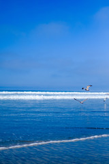 Ocean with Seagulls