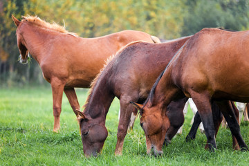 Horses grazing in a meadow near a forest