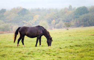 Horse grazing in a meadow