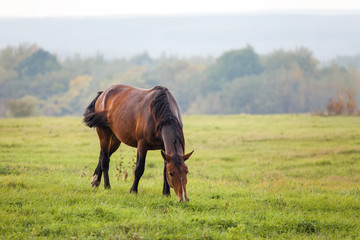 Obraz na płótnie Canvas Horse grazing in a meadow