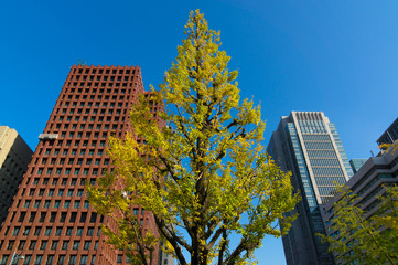 丸の内オフィス街　秋・紅葉