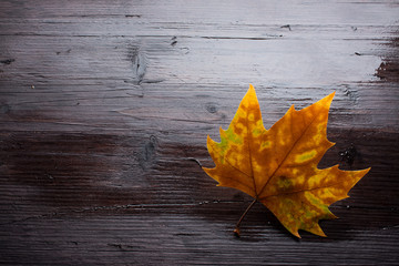 Dead leaves on wooden bench