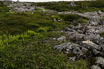 Green alpine meadow and stones in the Highlands, Scotland. Arctic summer, the tundra, Norway.