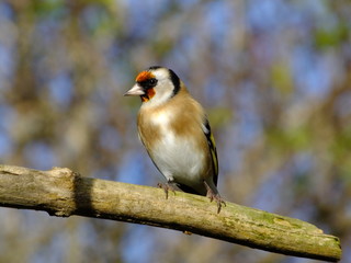 Goldfinch Perched On Branch