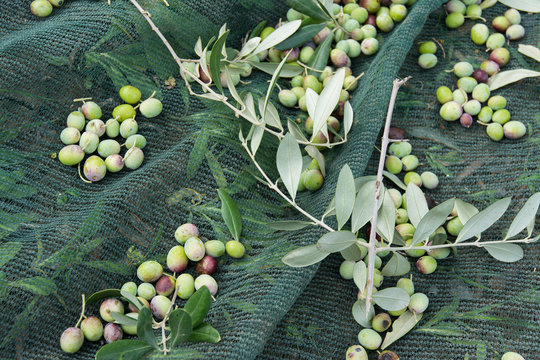 detail of olive harvest