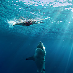Great White Shark in blue ocean. Underwater photography. Predator hunting near water surface. - 125967707