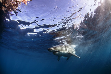 Fototapeta premium Great White Shark in blue ocean. Underwater photography. Predator hunting near water surface.