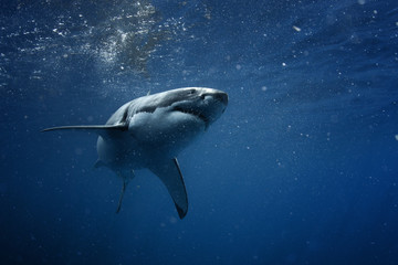 Fototapeta premium Wielki biały rekin w niebieskim oceanie. Fotografia podwodna. Polowanie na drapieżniki w pobliżu powierzchni wody.