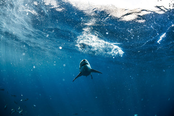 Fototapeta premium Great White Shark in blue ocean. Underwater photography. Predator hunting near water surface.