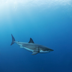 Fototapeta premium Great White Shark in blue ocean. Underwater photography. Predator hunting near water surface.