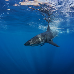 Naklejka premium Great White Shark in blue ocean. Underwater photography. Predator hunting near water surface.