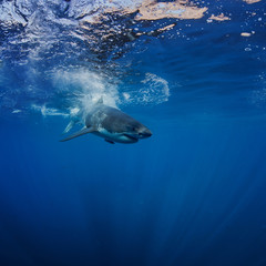 Naklejka premium Great White Shark in blue ocean. Underwater photography. Predator hunting near water surface.