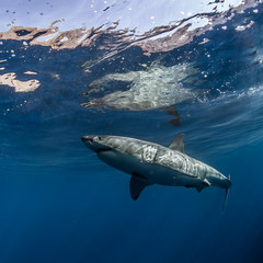 Fototapeta premium Great White Shark in blue ocean. Underwater photography. Predator hunting near water surface.