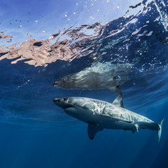 Fototapeta premium Great White Shark in blue ocean. Underwater photography. Predator hunting near water surface.