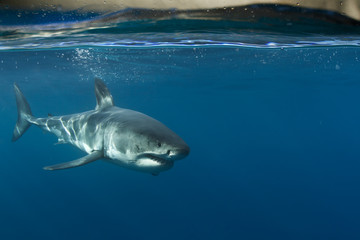 Fototapeta premium Great White Shark in blue ocean. Underwater photography. Predator hunting near water surface.