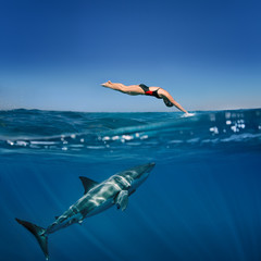 Fototapeta premium Great White Shark in blue ocean. Underwater photography. Predator hunting near water surface.