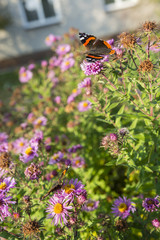 Vanessa Atalanta butterfly sitting on a flower purple daisy.